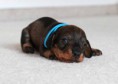 /album/fotogalerie-vrhu-i/i-litter-3-weeks-ivanhoe-009-jpg/